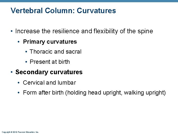 Vertebral Column: Curvatures • Increase the resilience and flexibility of the spine • Primary Vertebral Column: Curvatures • Increase the resilience and flexibility of the spine • Primary