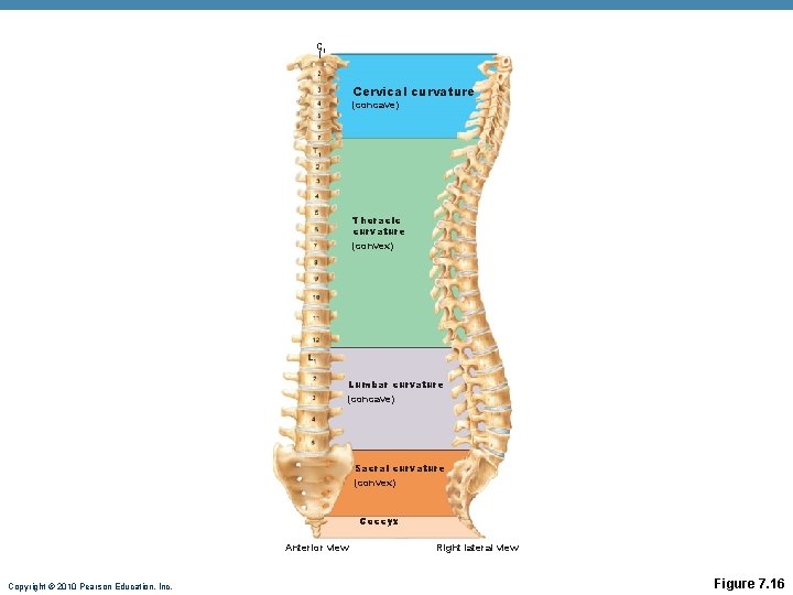 C 1 Cervical curvature (concave) Thoracic curvature (convex) Lumbar curvature (concave) Sacral curvature (convex) C 1 Cervical curvature (concave) Thoracic curvature (convex) Lumbar curvature (concave) Sacral curvature (convex)