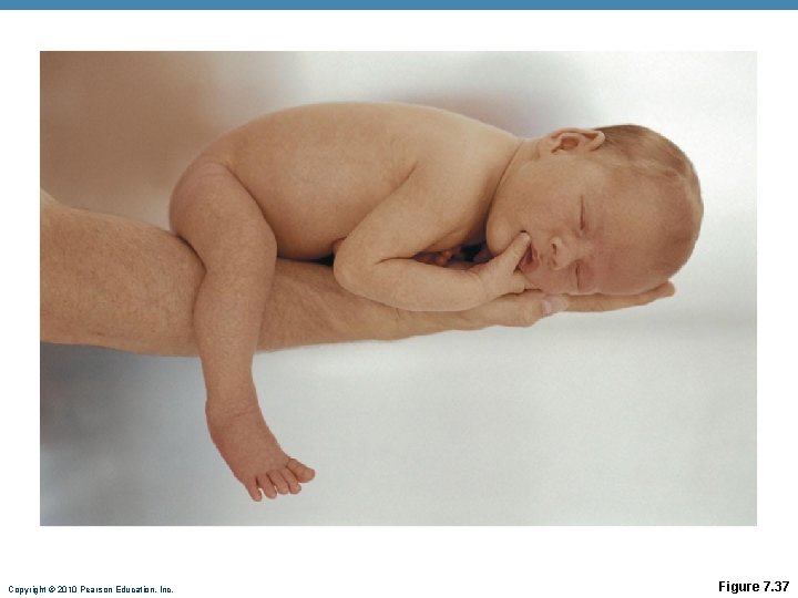 Copyright © 2010 Pearson Education, Inc. Figure 7. 37 Copyright © 2010 Pearson Education, Inc. Figure 7. 37