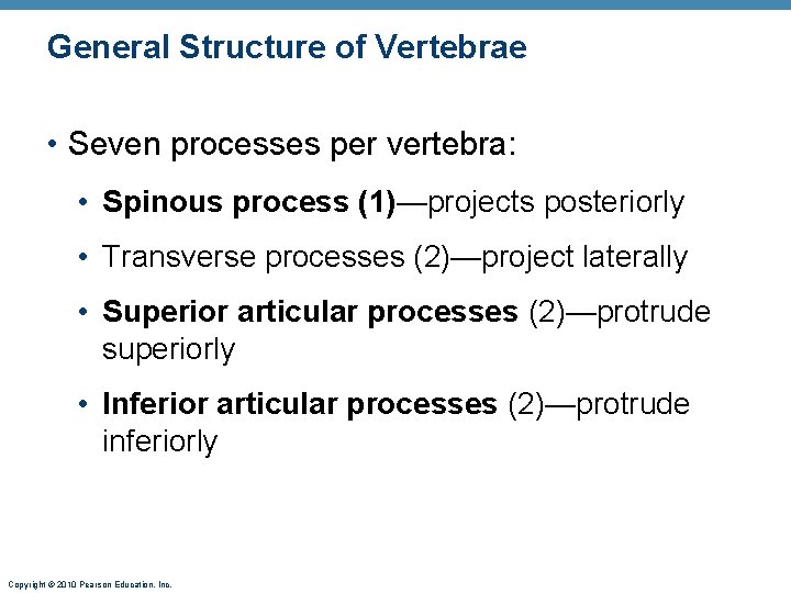General Structure of Vertebrae • Seven processes per vertebra: • Spinous process (1)—projects posteriorly General Structure of Vertebrae • Seven processes per vertebra: • Spinous process (1)—projects posteriorly