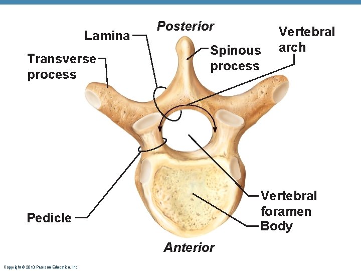 Lamina Transverse process Posterior Spinous process Vertebral foramen Body Pedicle Anterior Copyright © 2010 Lamina Transverse process Posterior Spinous process Vertebral foramen Body Pedicle Anterior Copyright © 2010