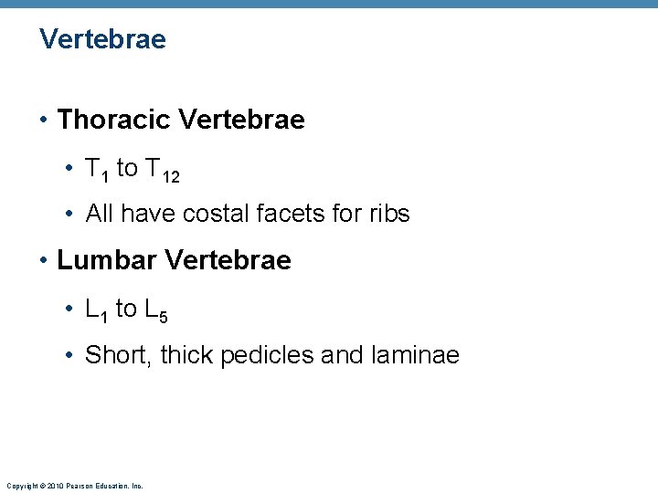 Vertebrae • Thoracic Vertebrae • T 1 to T 12 • All have costal Vertebrae • Thoracic Vertebrae • T 1 to T 12 • All have costal