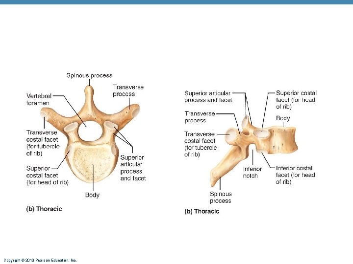 Copyright © 2010 Pearson Education, Inc. Copyright © 2010 Pearson Education, Inc.