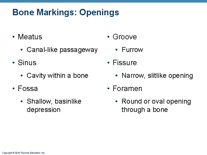 Bone Markings: Openings • Meatus • Canal-like passageway • Sinus • Cavity within a Bone Markings: Openings • Meatus • Canal-like passageway • Sinus • Cavity within a