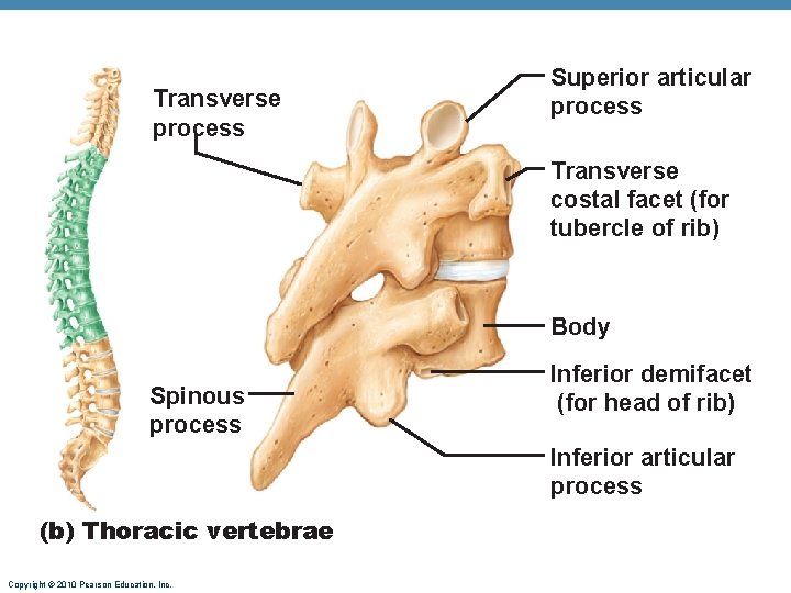 Transverse process Superior articular process Transverse costal facet (for tubercle of rib) Body Spinous Transverse process Superior articular process Transverse costal facet (for tubercle of rib) Body Spinous