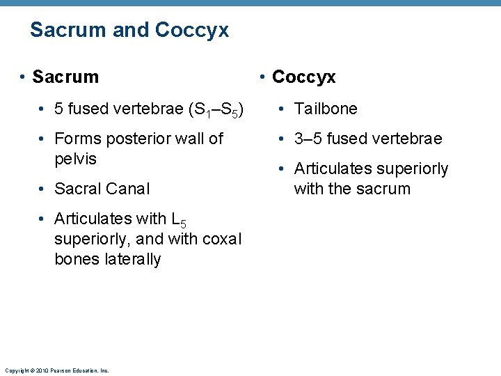 Sacrum and Coccyx • Sacrum • Coccyx • 5 fused vertebrae (S 1–S 5) Sacrum and Coccyx • Sacrum • Coccyx • 5 fused vertebrae (S 1–S 5)