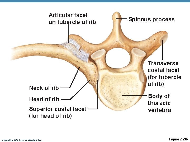 Articular facet on tubercle of rib Neck of rib Head of rib Superior costal Articular facet on tubercle of rib Neck of rib Head of rib Superior costal