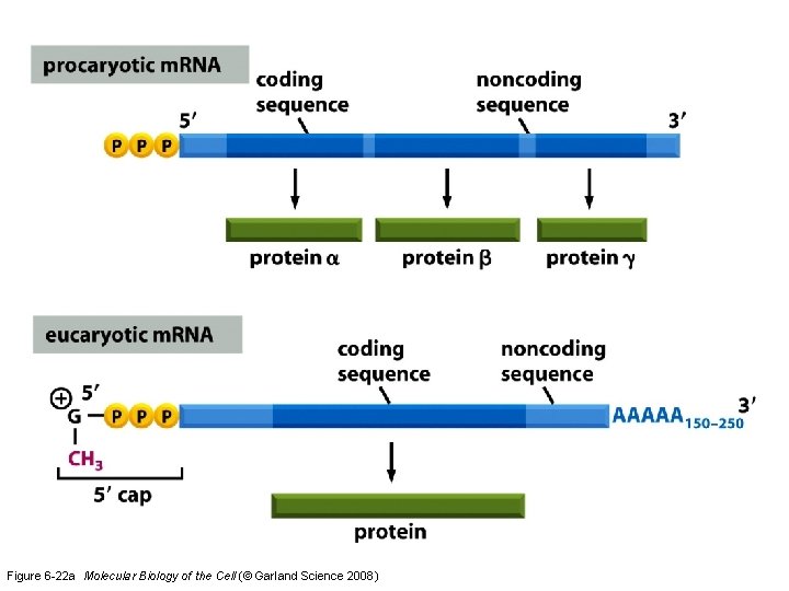 Figure 6 -22 a Molecular Biology of the Cell (© Garland Science 2008) 