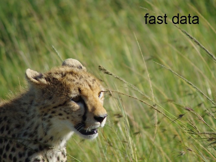 fast data 
