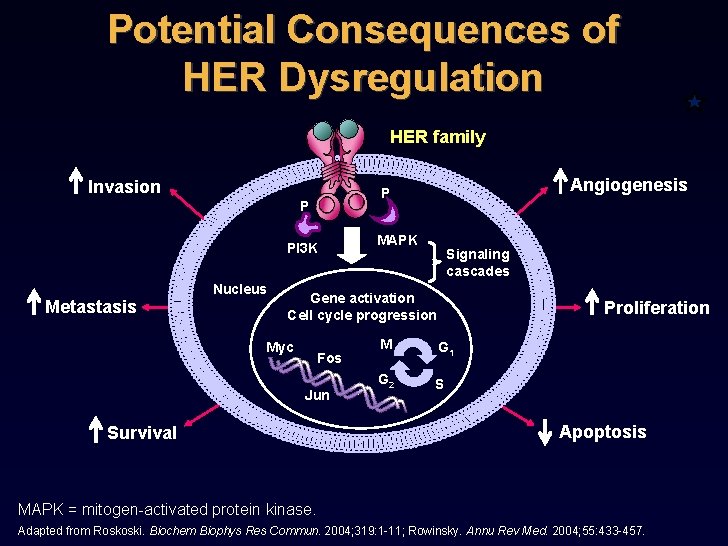 Potential Consequences of HER Dysregulation HER family Invasion P PI 3 K Metastasis Nucleus