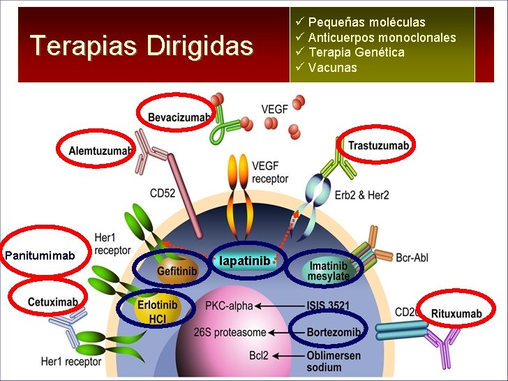 Terapias Dirigidas p. A Panitumimab lapatinib ü Pequeñas moléculas ü Anticuerpos monoclonales ü Terapia