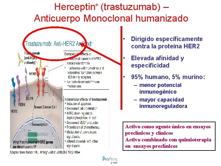 Herceptin (trastuzumab) – Anticuerpo Monoclonal humanizado ® • Dirigido específicamente contra la proteína HER