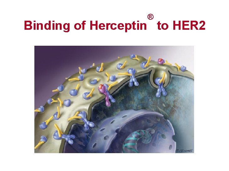 ® Binding of Herceptin to HER 2 