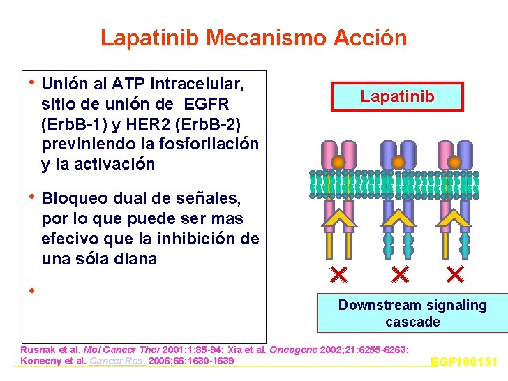 Lapatinib Mecanismo Acción • Unión al ATP intracelular, sitio de unión de EGFR (Erb.