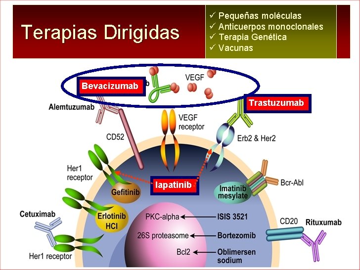 Terapias Dirigidas ü Pequeñas moléculas ü Anticuerpos monoclonales ü Terapia Genética ü Vacunas Bevacizumab