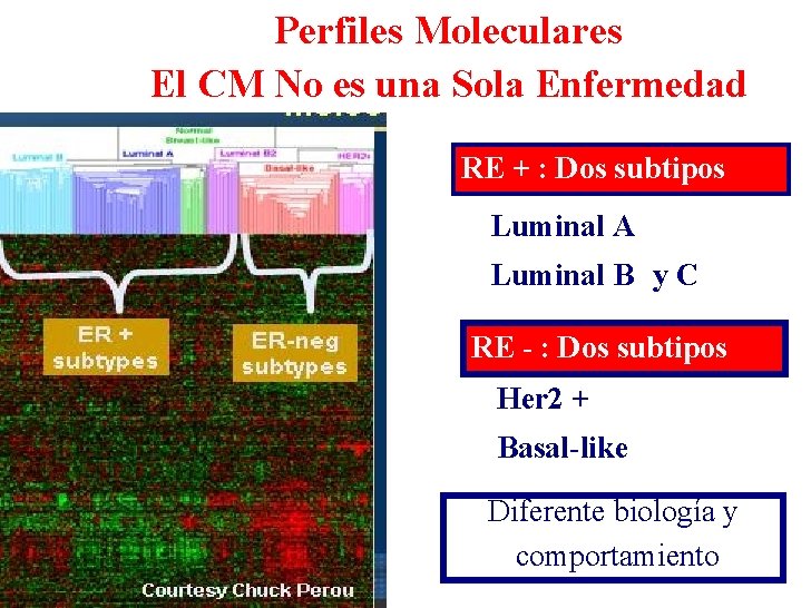 Perfiles Moleculares El CM No es una Sola Enfermedad RE + : Dos subtipos