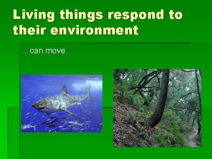 Living things respond to their environment …can move. 