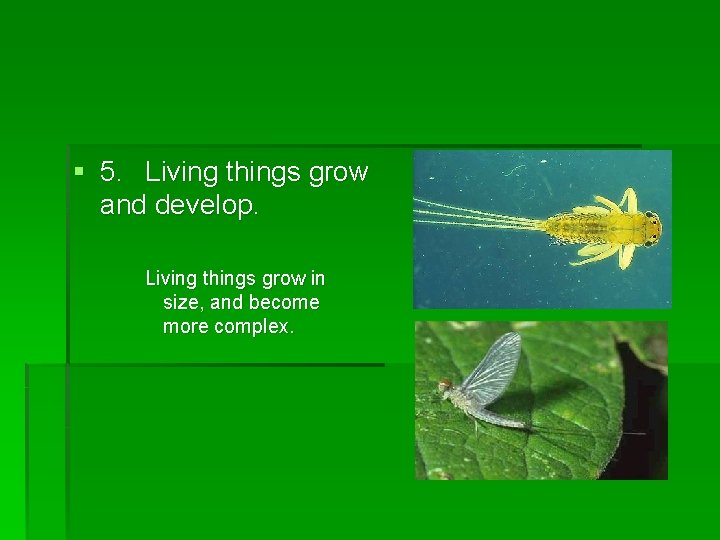 § 5. Living things grow and develop. Living things grow in size, and become