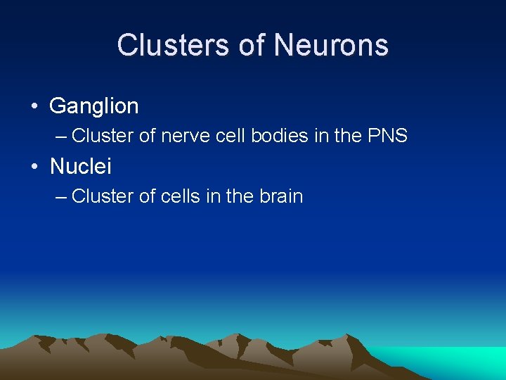 Clusters of Neurons • Ganglion – Cluster of nerve cell bodies in the PNS