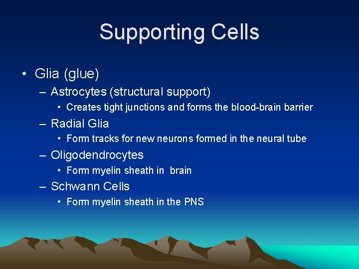 Supporting Cells • Glia (glue) – Astrocytes (structural support) • Creates tight junctions and