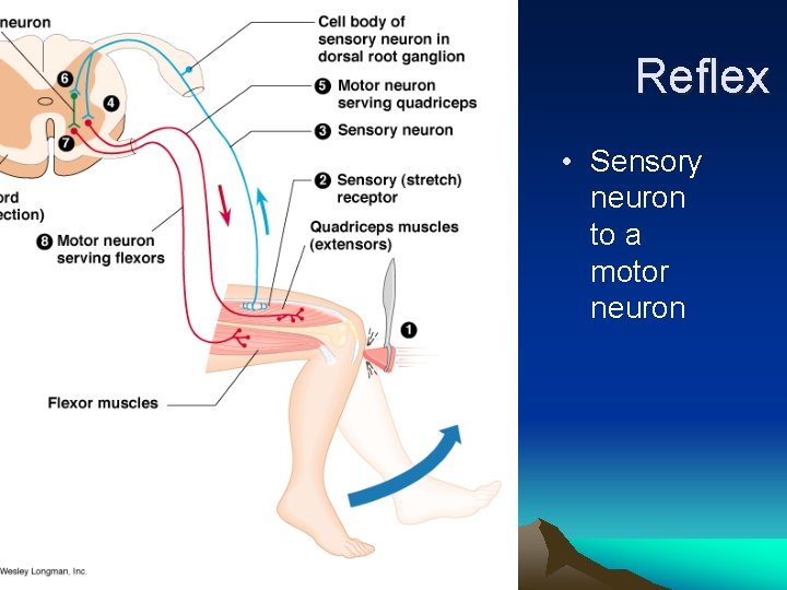 Reflex • Sensory neuron to a motor neuron 