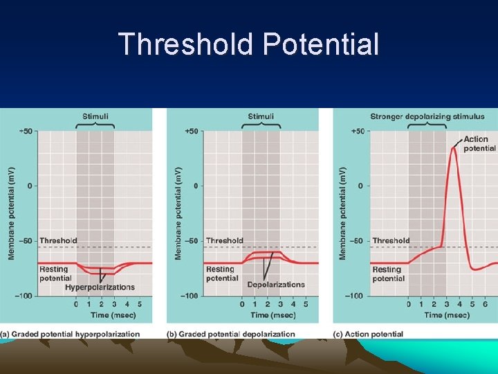 Threshold Potential 