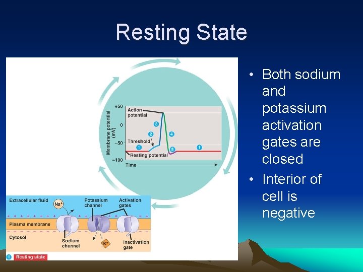 Resting State • Both sodium and potassium activation gates are closed • Interior of