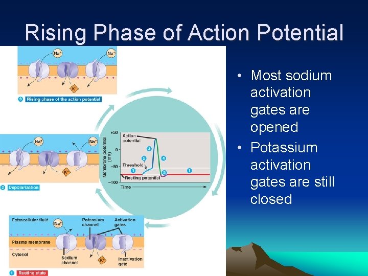 Rising Phase of Action Potential • Most sodium activation gates are opened • Potassium