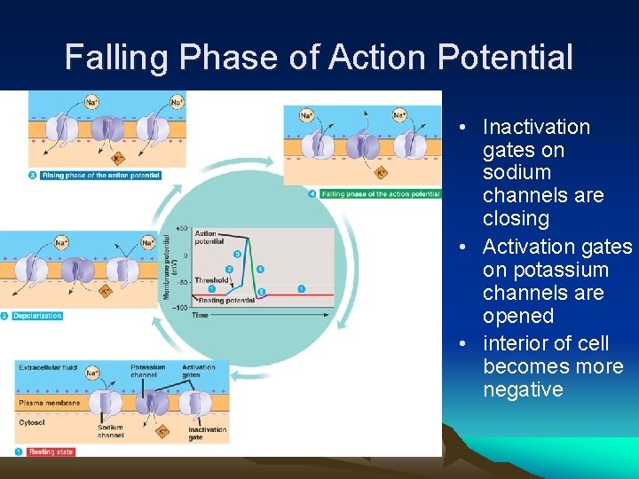 Falling Phase of Action Potential • Inactivation gates on sodium channels are closing •