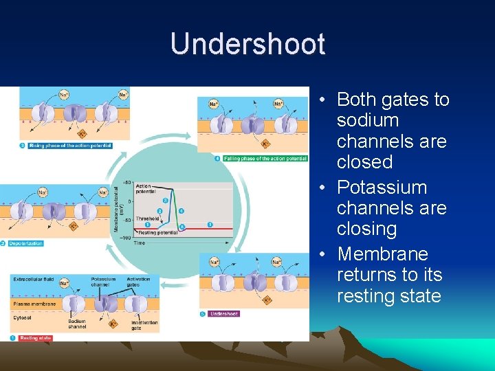 Undershoot • Both gates to sodium channels are closed • Potassium channels are closing