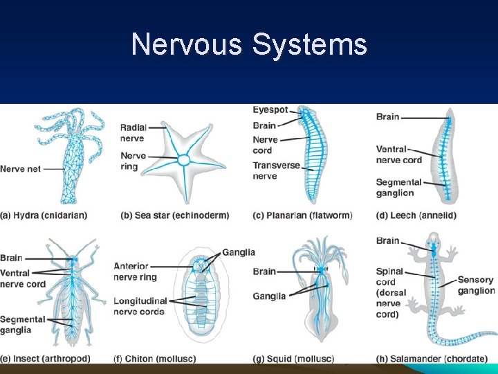 Nervous Systems 