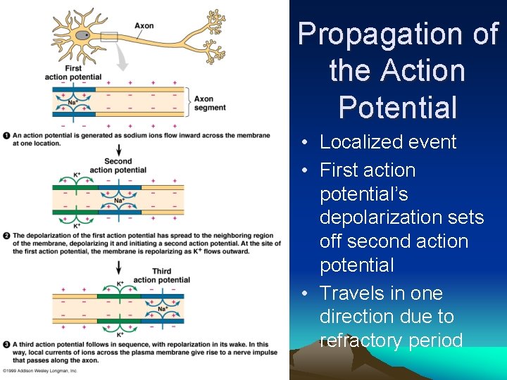 Propagation of the Action Potential • Localized event • First action potential’s depolarization sets