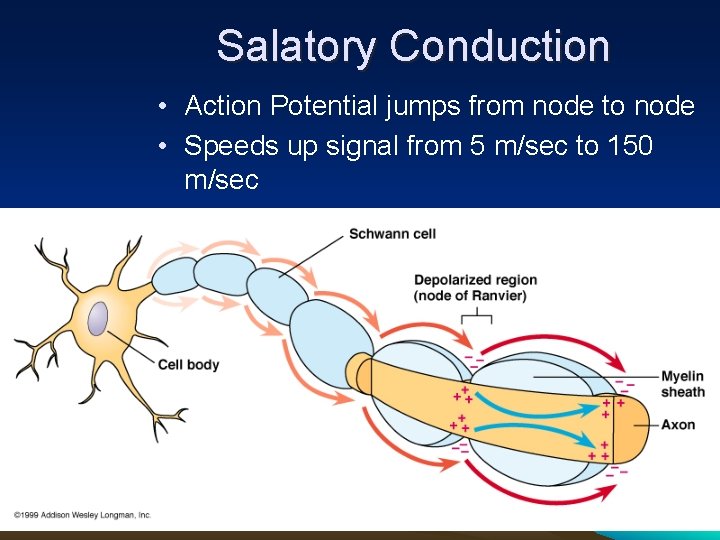 Salatory Conduction • Action Potential jumps from node to node • Speeds up signal