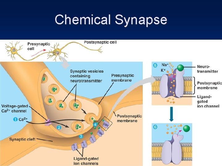 Chemical Synapse 