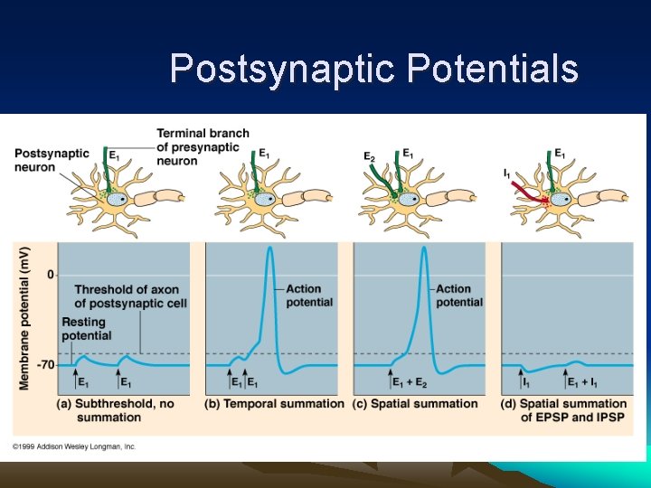 Postsynaptic Potentials 