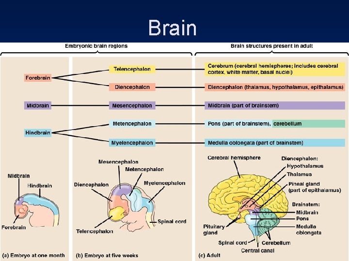 Brain 