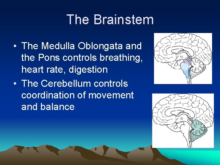 The Brainstem • The Medulla Oblongata and the Pons controls breathing, heart rate, digestion