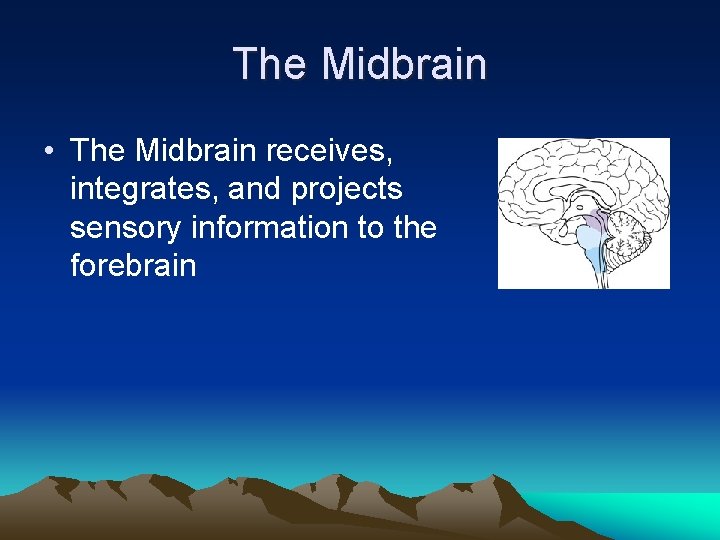 The Midbrain • The Midbrain receives, integrates, and projects sensory information to the forebrain