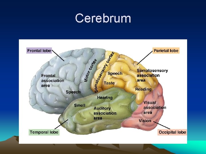 Cerebrum 