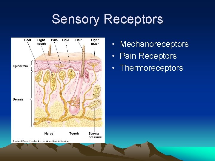 Sensory Receptors • Mechanoreceptors • Pain Receptors • Thermoreceptors 