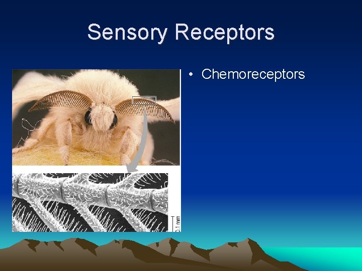 Sensory Receptors • Chemoreceptors 