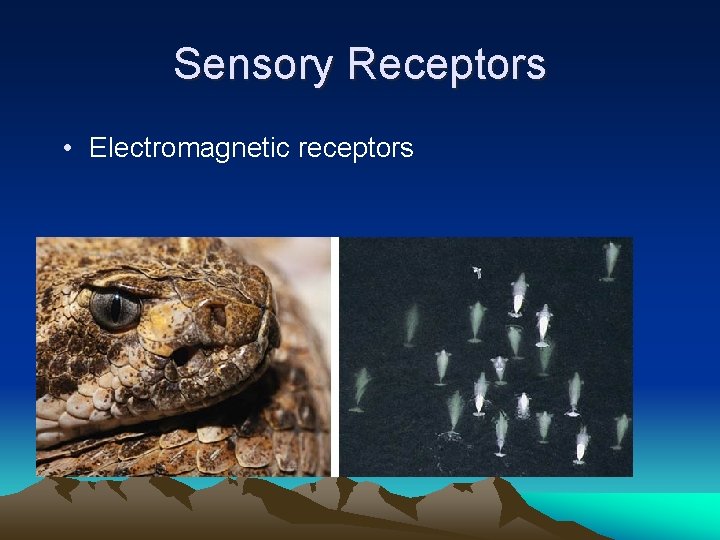 Sensory Receptors • Electromagnetic receptors 