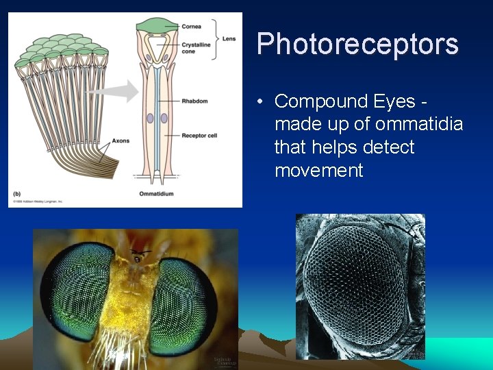 Photoreceptors • Compound Eyes made up of ommatidia that helps detect movement 