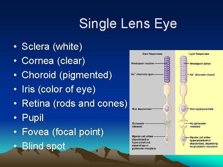 Single Lens Eye • • Sclera (white) Cornea (clear) Choroid (pigmented) Iris (color of