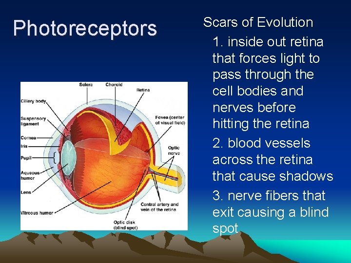 Photoreceptors Scars of Evolution 1. inside out retina that forces light to pass through