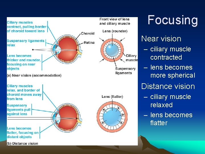 Focusing • Near vision – ciliary muscle contracted – lens becomes more spherical •