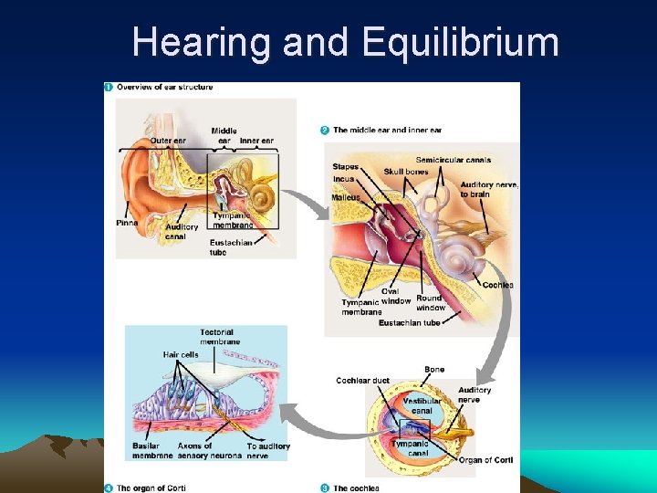 Hearing and Equilibrium 