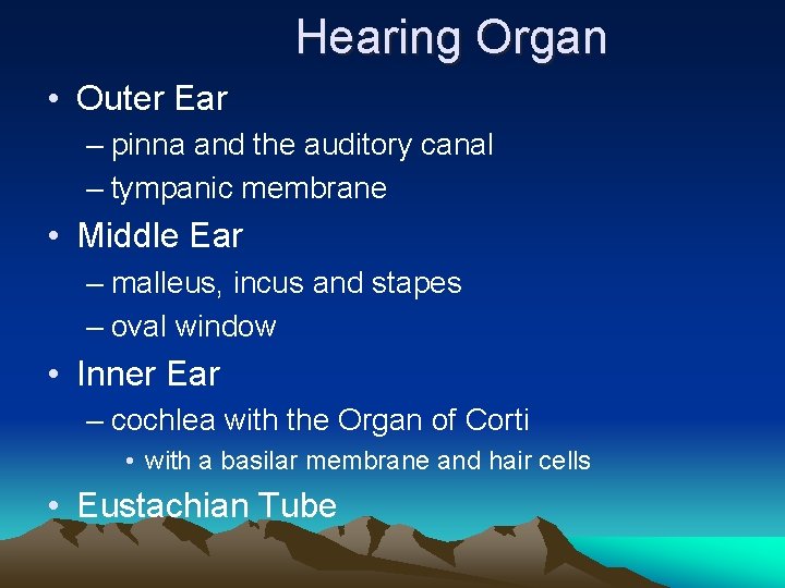 Hearing Organ • Outer Ear – pinna and the auditory canal – tympanic membrane