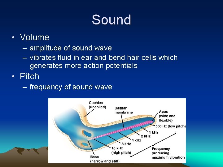Sound • Volume – amplitude of sound wave – vibrates fluid in ear and