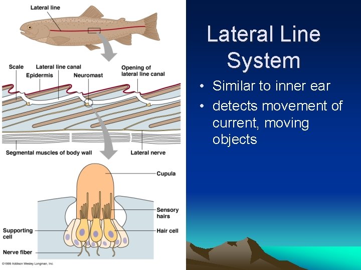 Lateral Line System • Similar to inner ear • detects movement of current, moving